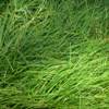 Mondo Grass